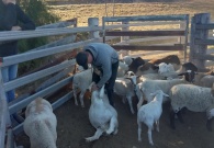 Boerderijwerk in Australie